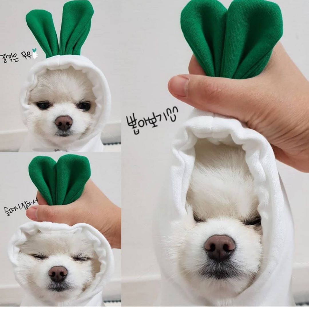 Adorable Fruit Hoodie – Warm Winter Outfit for Small Pets!