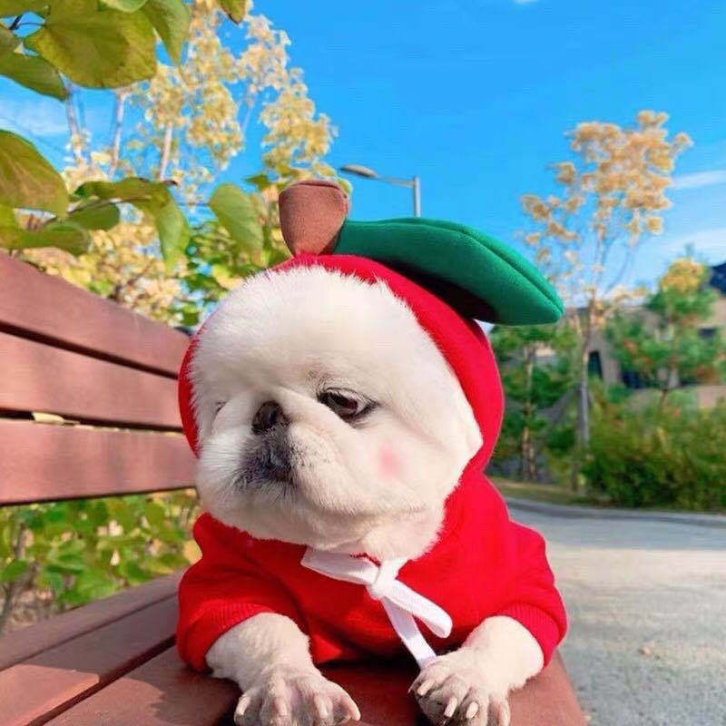 Adorable Fruit Hoodie – Warm Winter Outfit for Small Pets!