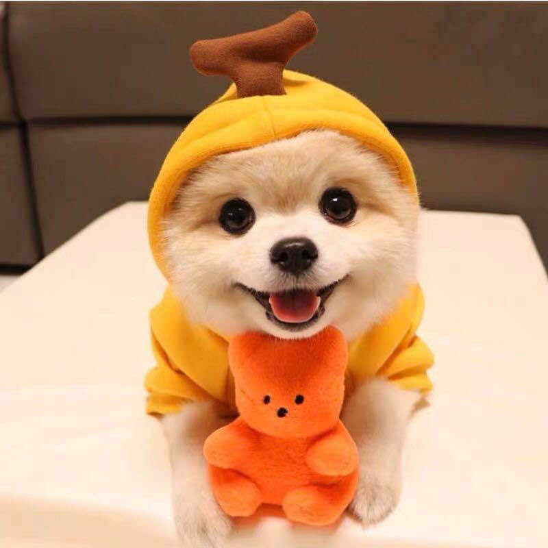 Adorable Fruit Hoodie – Warm Winter Outfit for Small Pets!