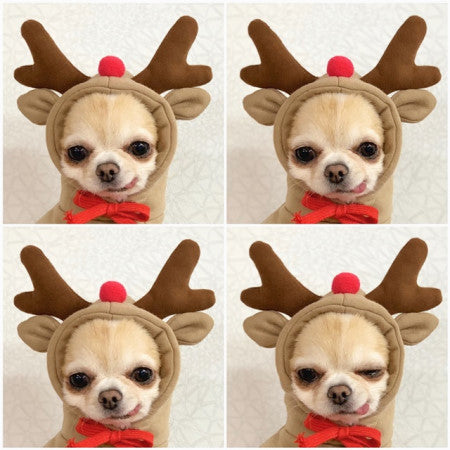 Adorable Fruit Hoodie – Warm Winter Outfit for Small Pets!